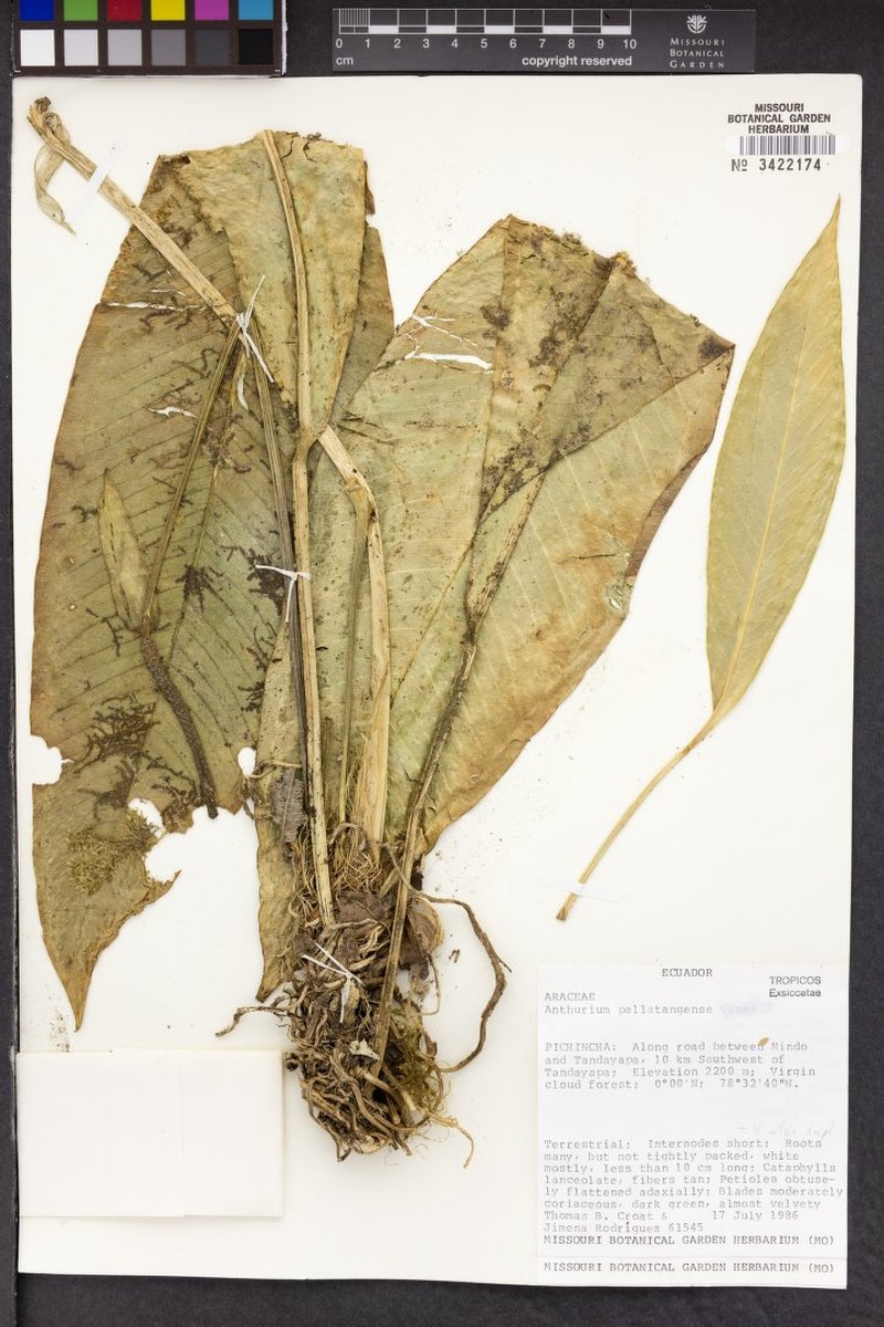 Anthurium pallatangense photo 3