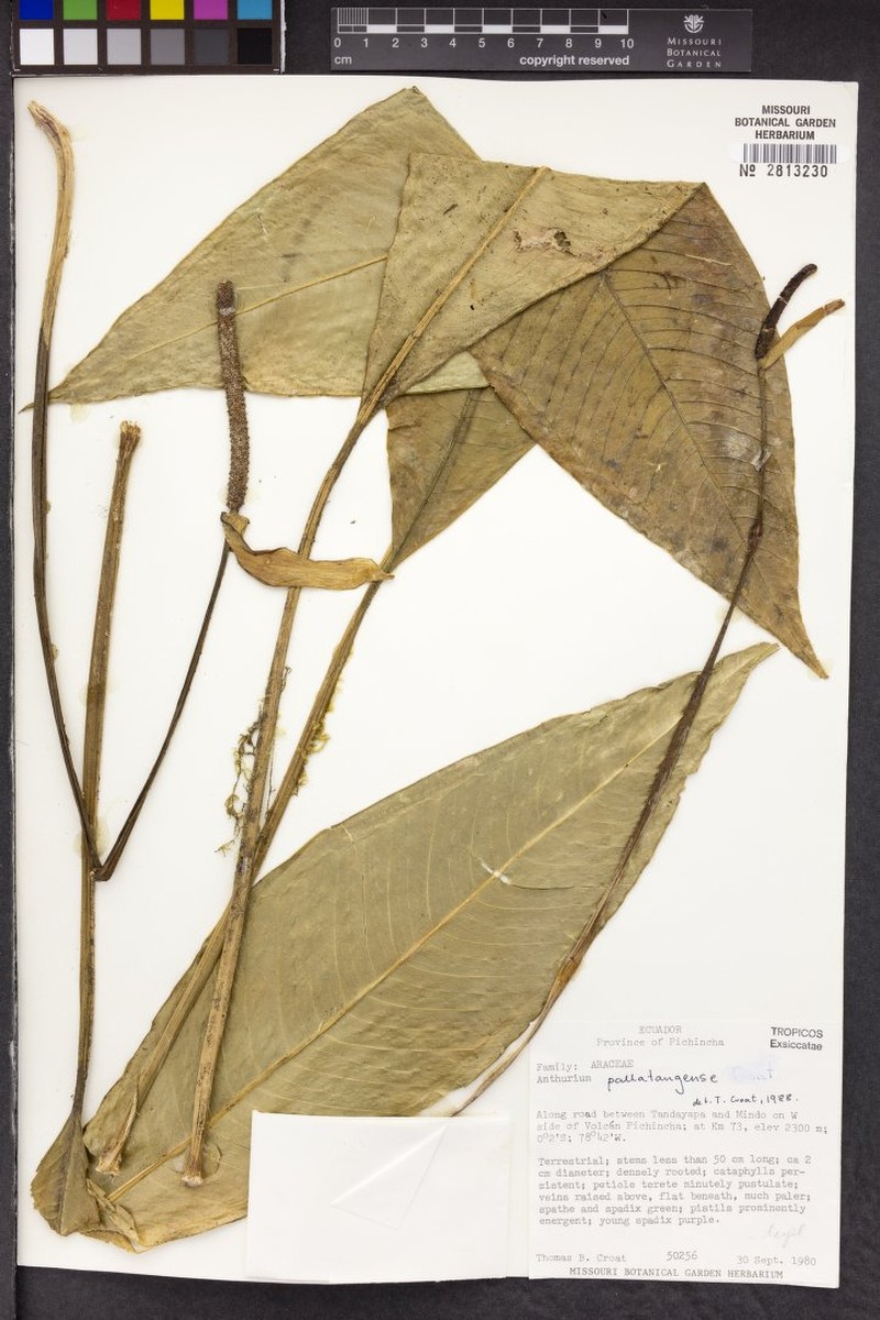 Anthurium pallatangense photo 4