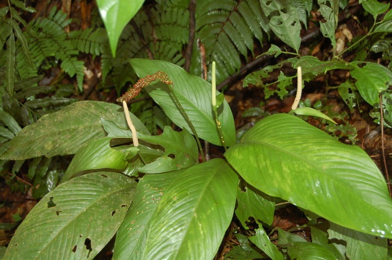 Anthurium pallens photo 2