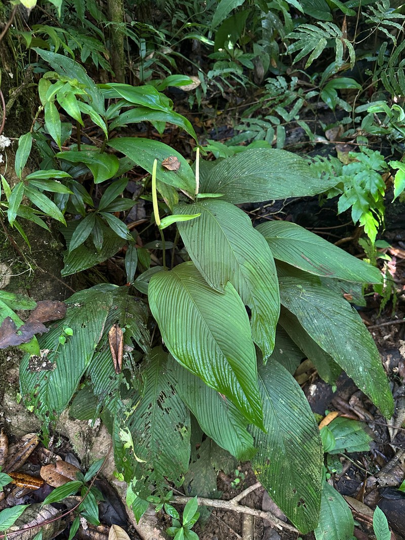Anthurium pallens photo 3