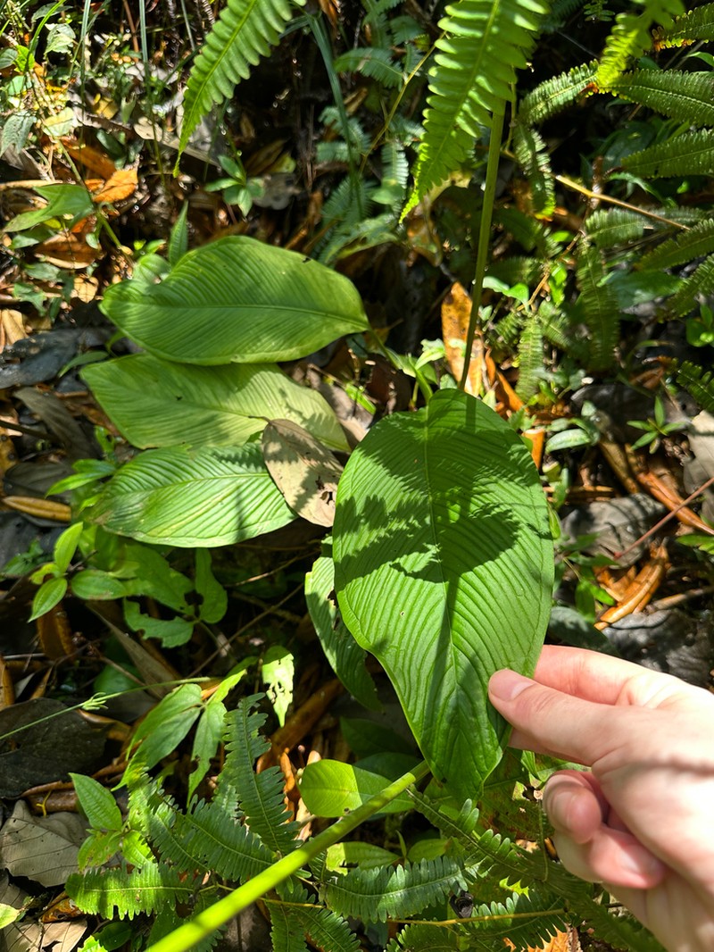 Anthurium pallens photo 6