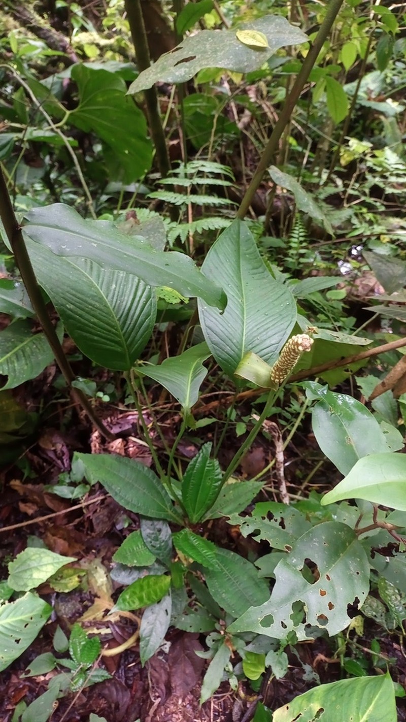 Anthurium pallens photo 7