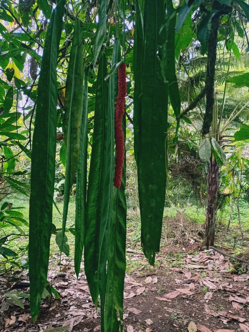Anthurium pallidiflorum