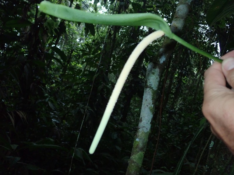 Anthurium pallidiflorum photo 2
