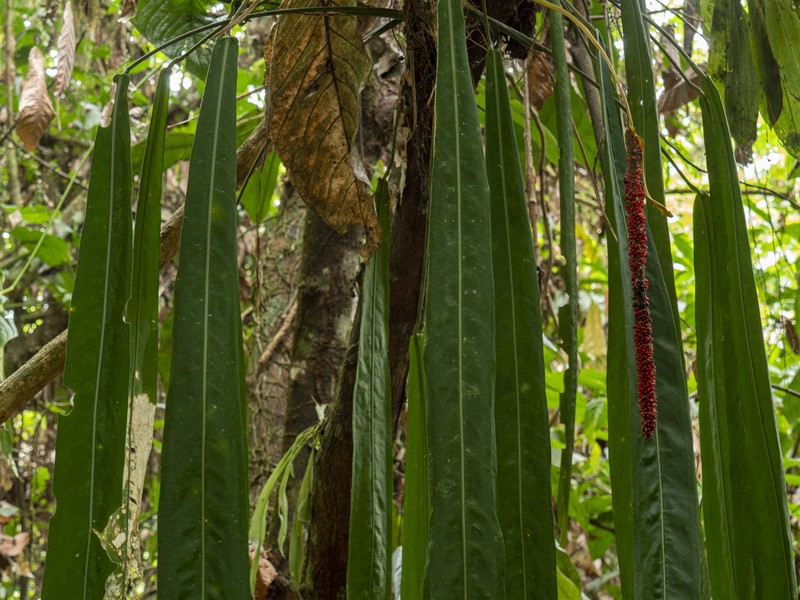 Anthurium pallidiflorum photo 3