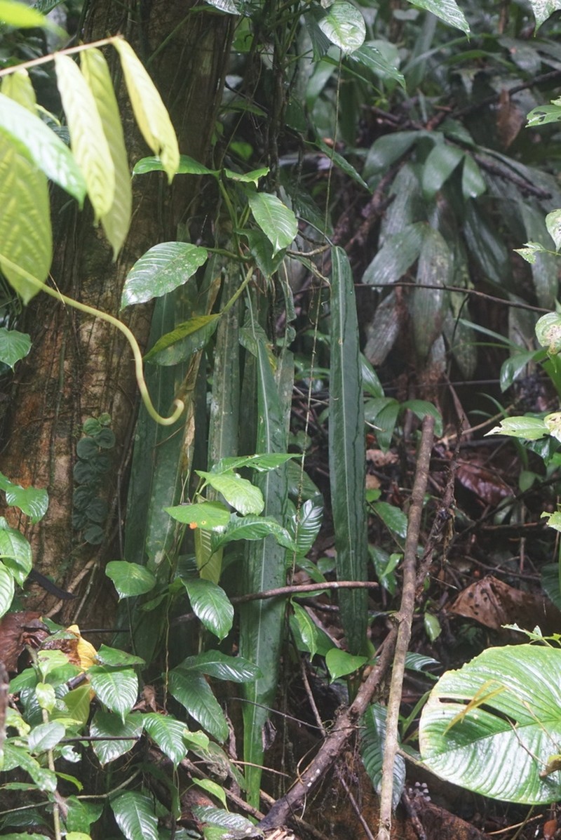 Anthurium pallidiflorum photo 4