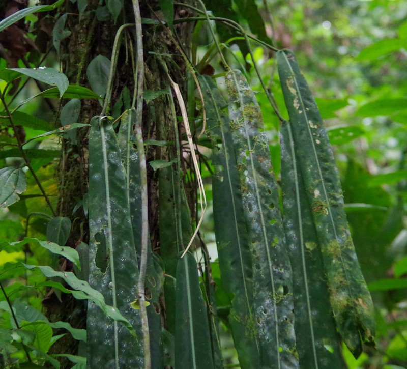 Anthurium pallidiflorum photo 7