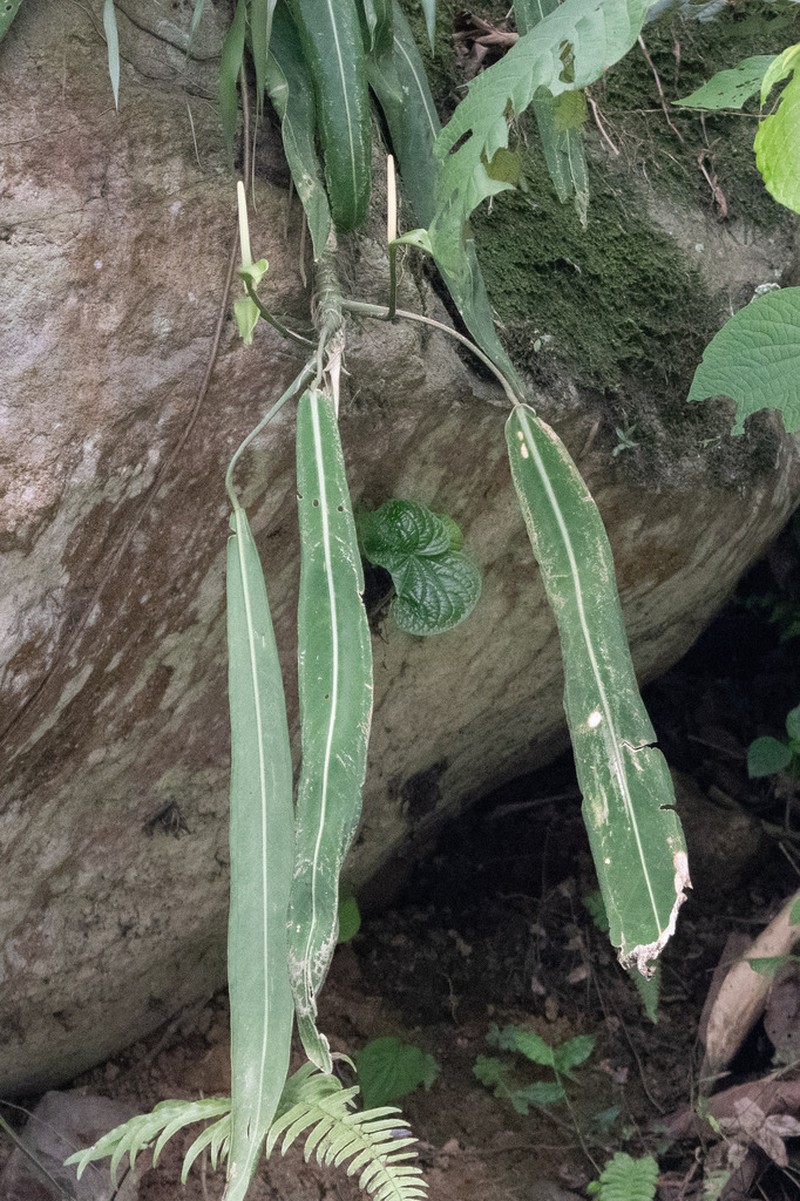 Anthurium pallidiflorum photo 8