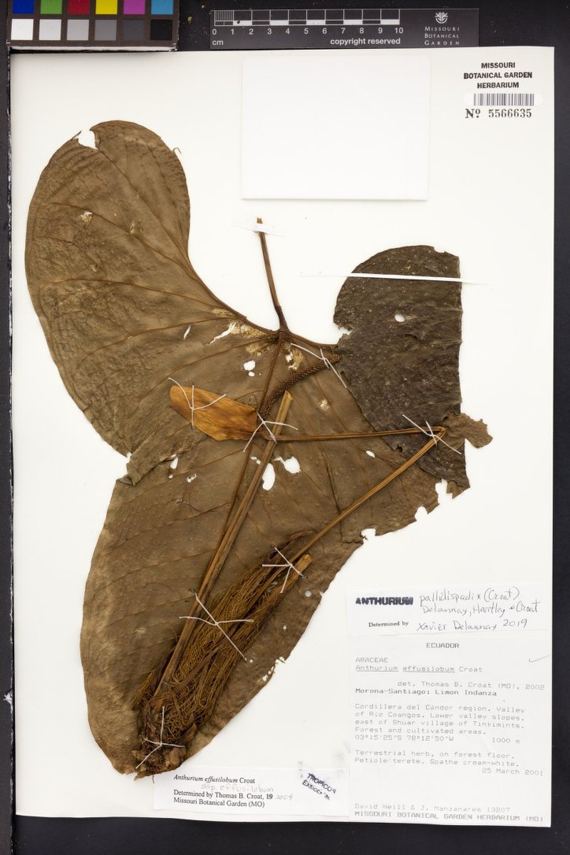 Anthurium pallidispadix
