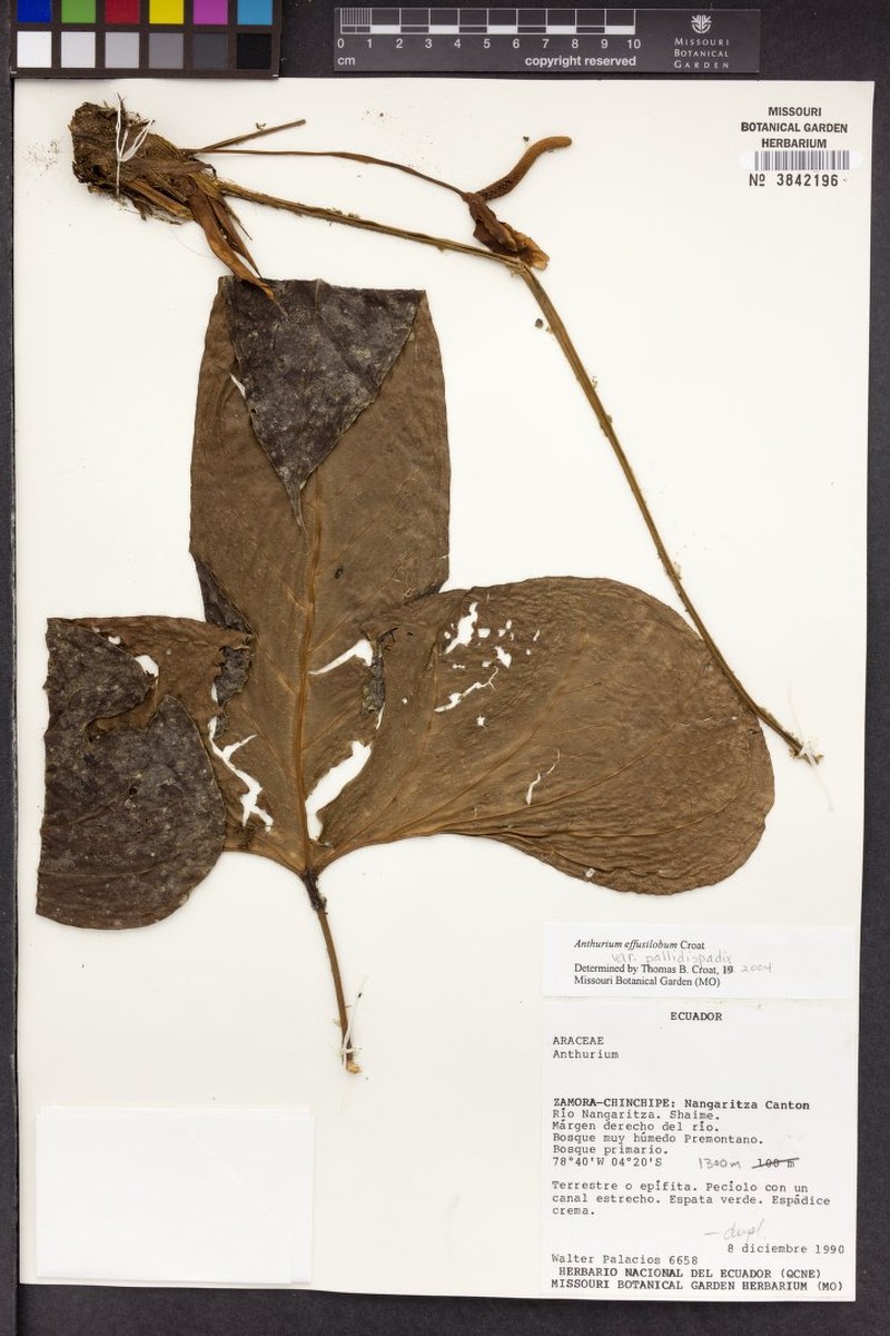 Anthurium pallidispadix photo 3
