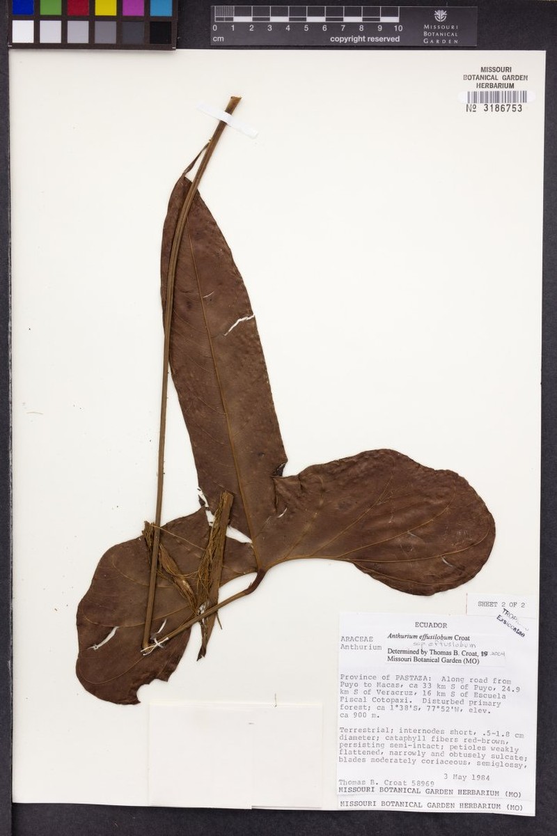 Anthurium pallidispadix photo 4
