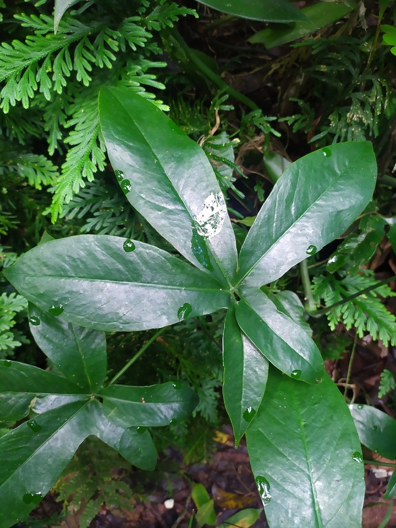 Anthurium photo 2