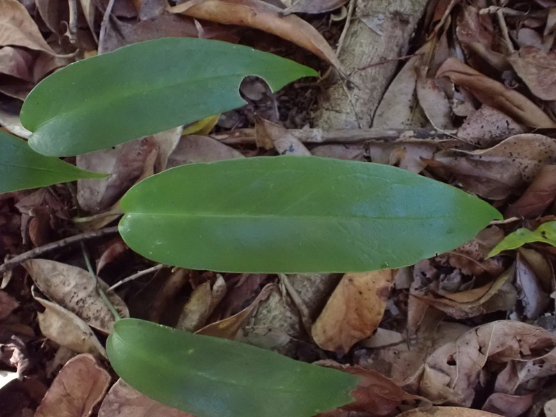 Anthurium photo 3