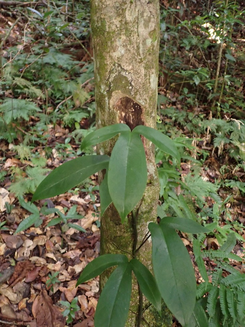 Anthurium photo 4