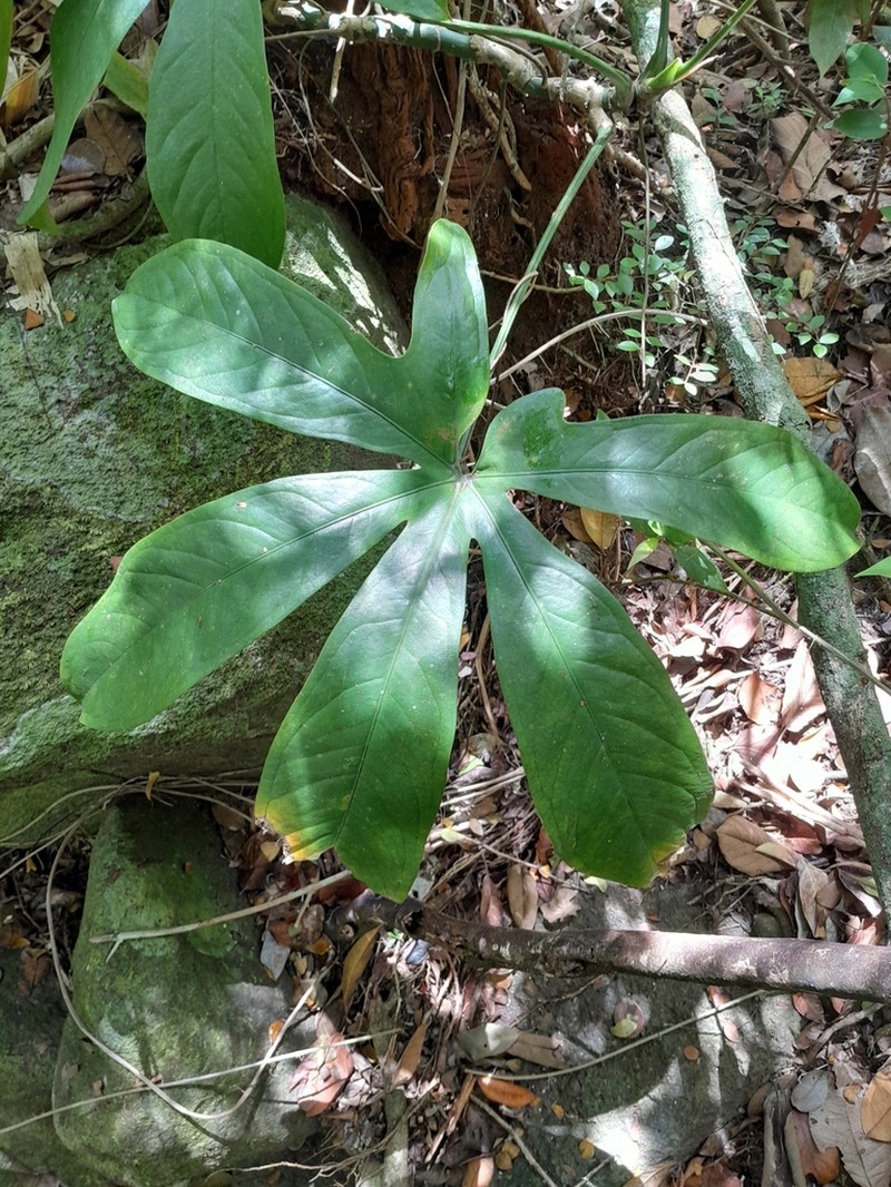 Anthurium photo 6