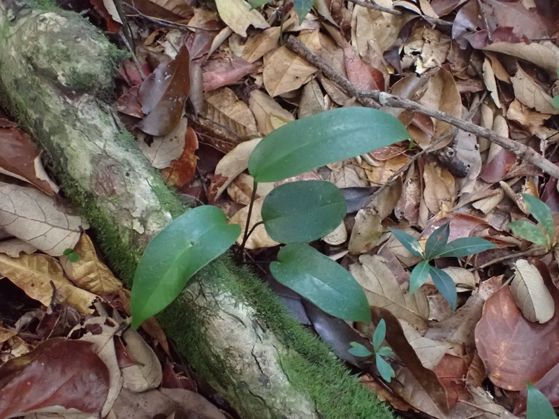 Anthurium photo 7