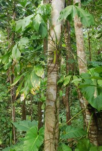 Anthurium