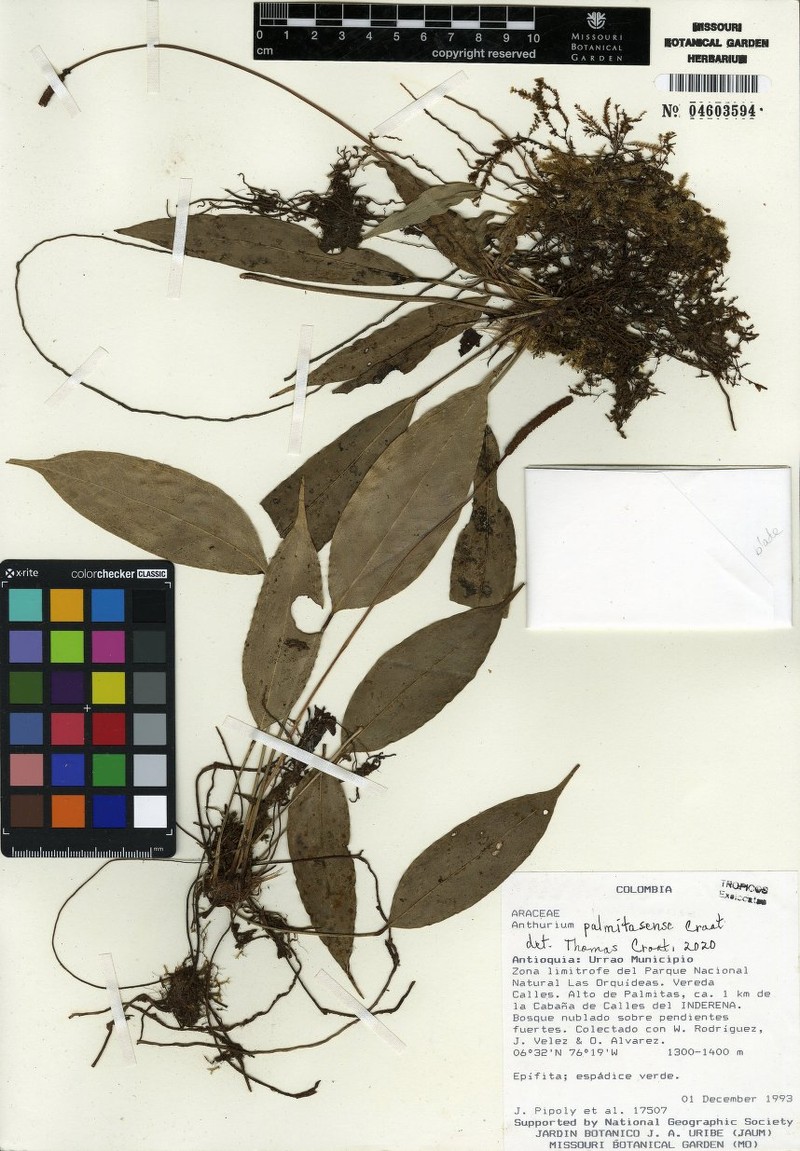 Anthurium palmitasense