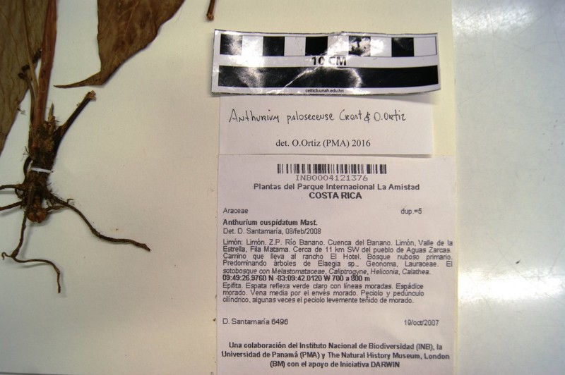Anthurium palosecense photo 3