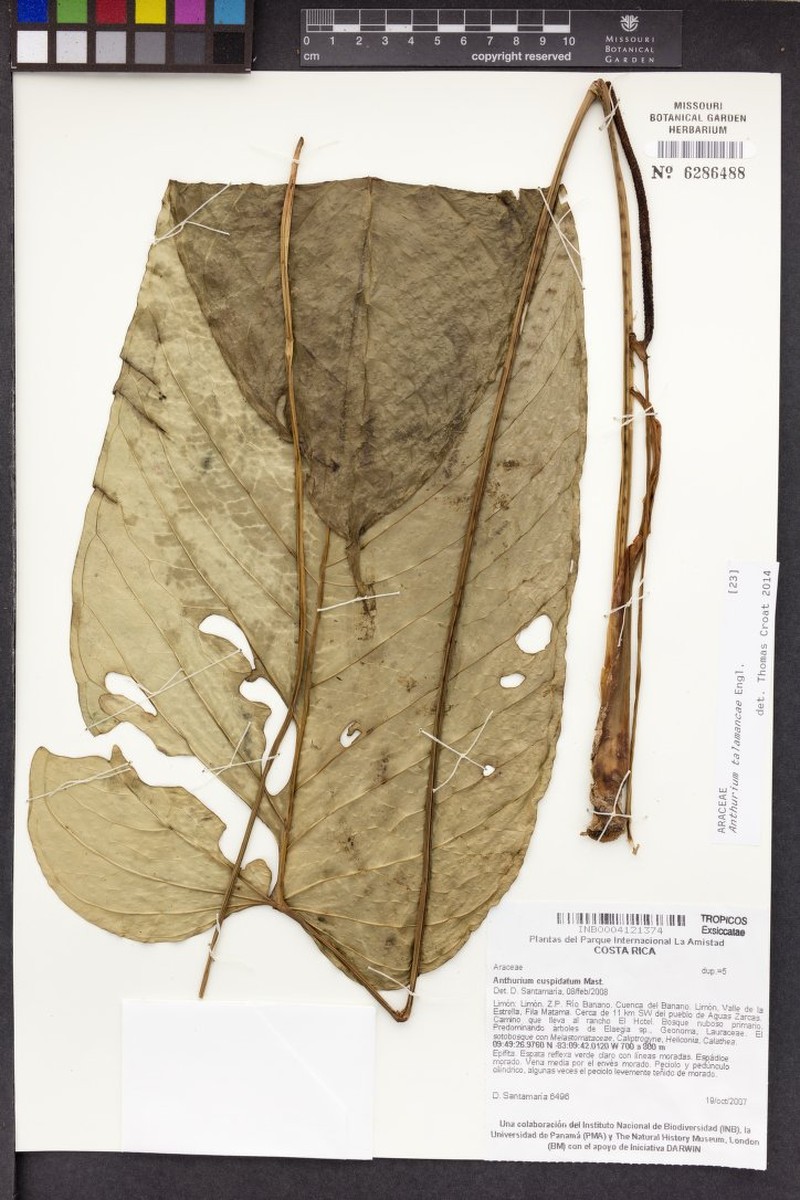 Anthurium palosecense photo 4