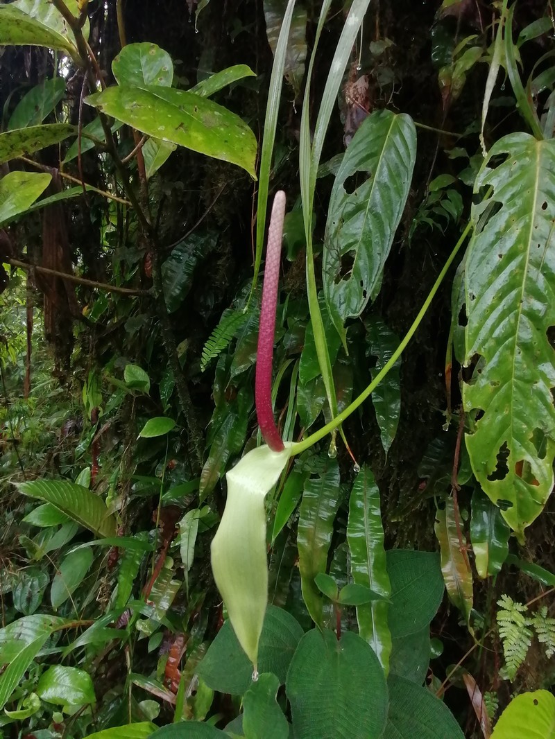 Anthurium palosecense photo 2