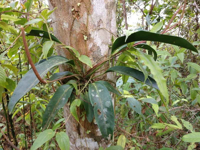 Anthurium paludosum