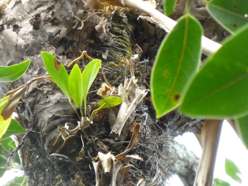 Anthurium paludosum photo 2