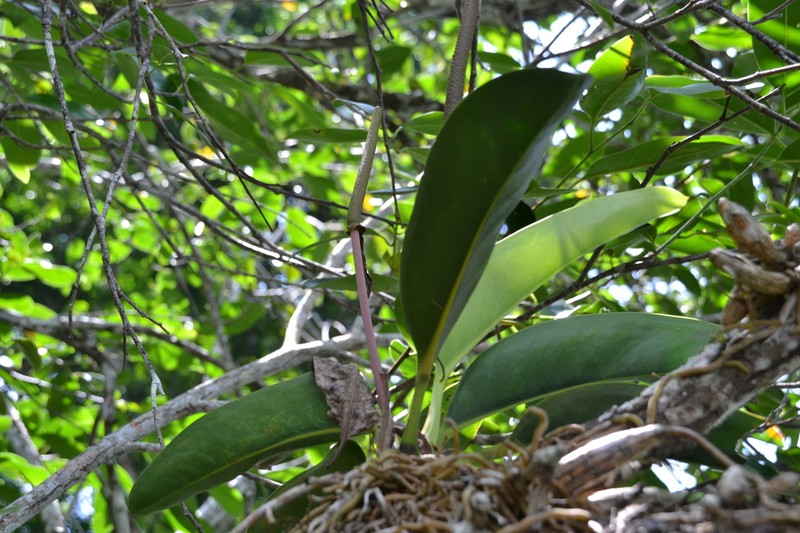 Anthurium paludosum photo 3
