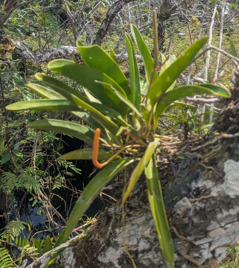 Anthurium paludosum photo 4