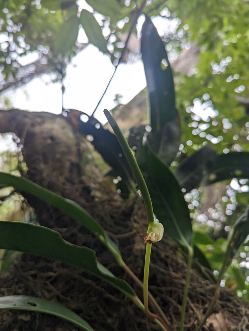 Anthurium paludosum photo 5