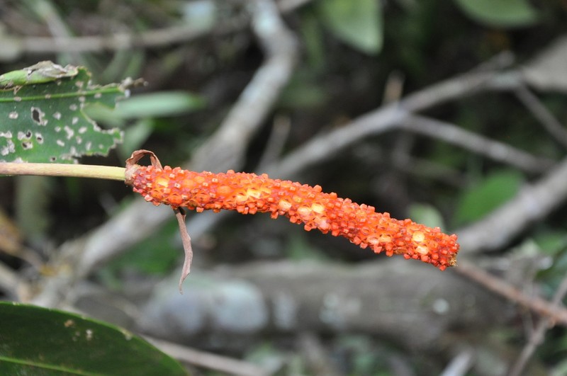 Anthurium paludosum photo 7