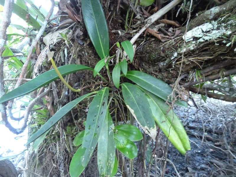 Anthurium paludosum photo 8