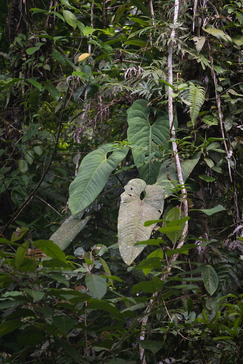 Anthurium panamense