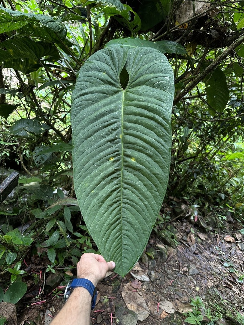 Anthurium panamense photo 2