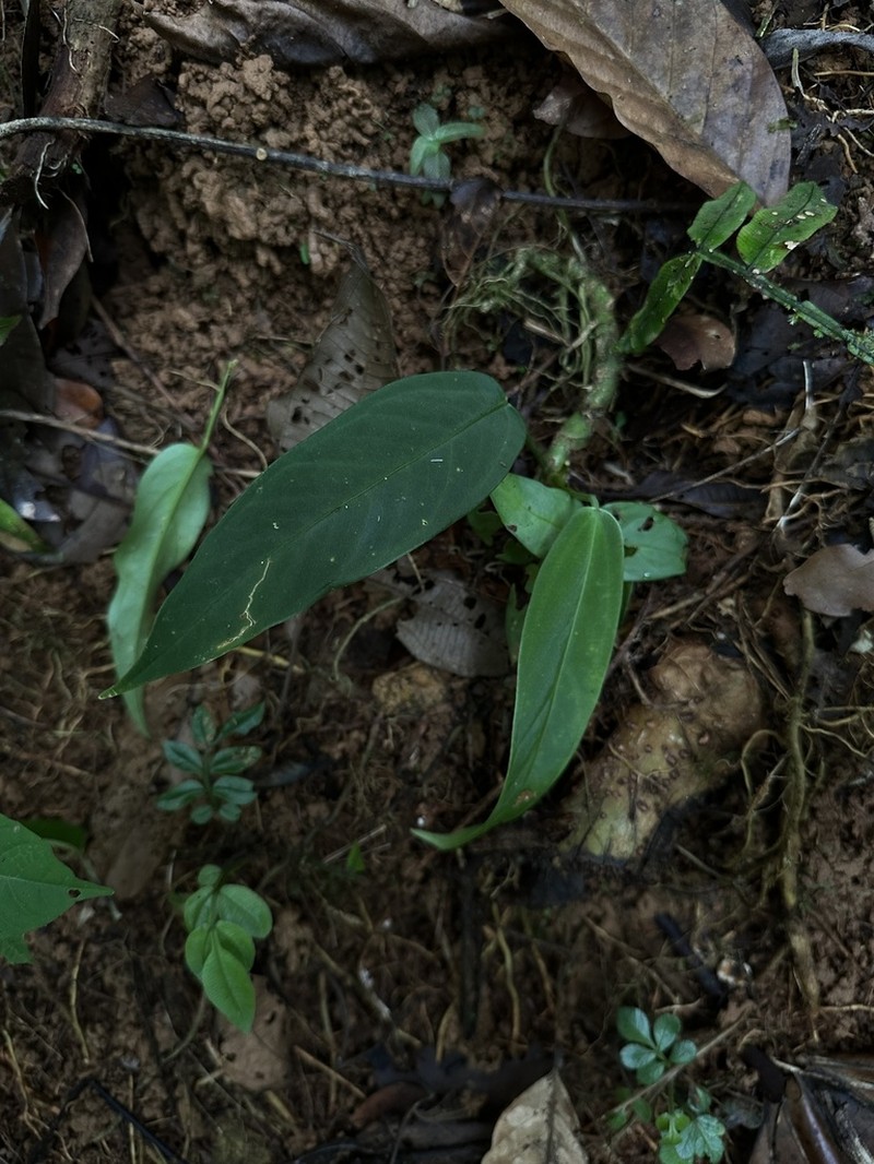 Anthurium panamense photo 3