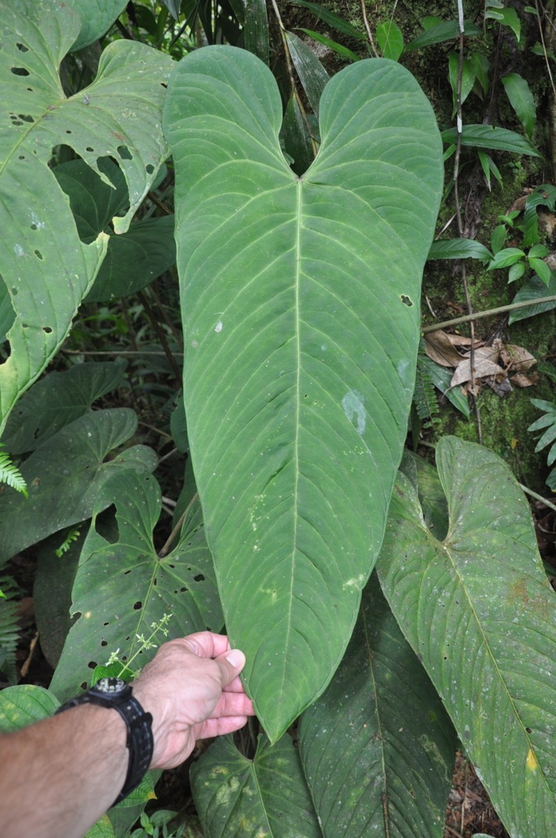 Anthurium panamense photo 4