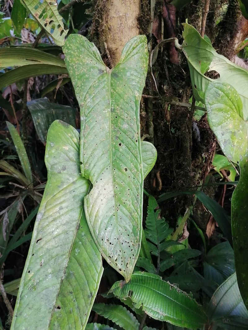 Anthurium panamense photo 5