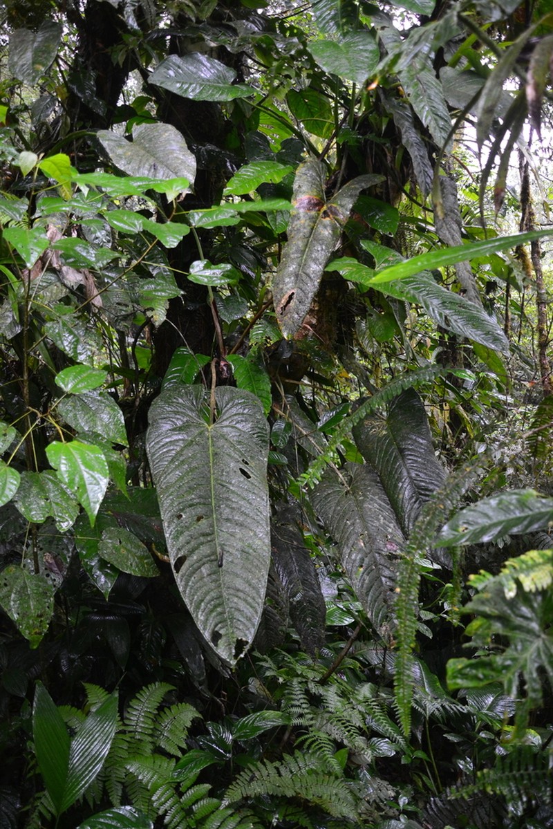 Anthurium panamense photo 6