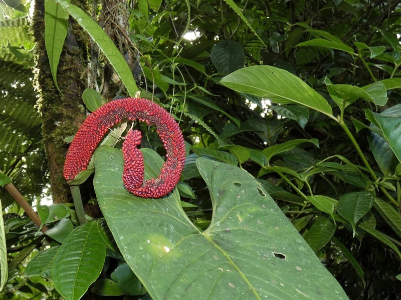 Anthurium panamense photo 7