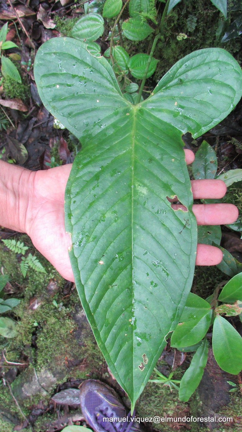 Anthurium panduriforme
