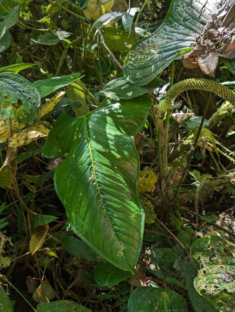 Anthurium panduriforme photo 2