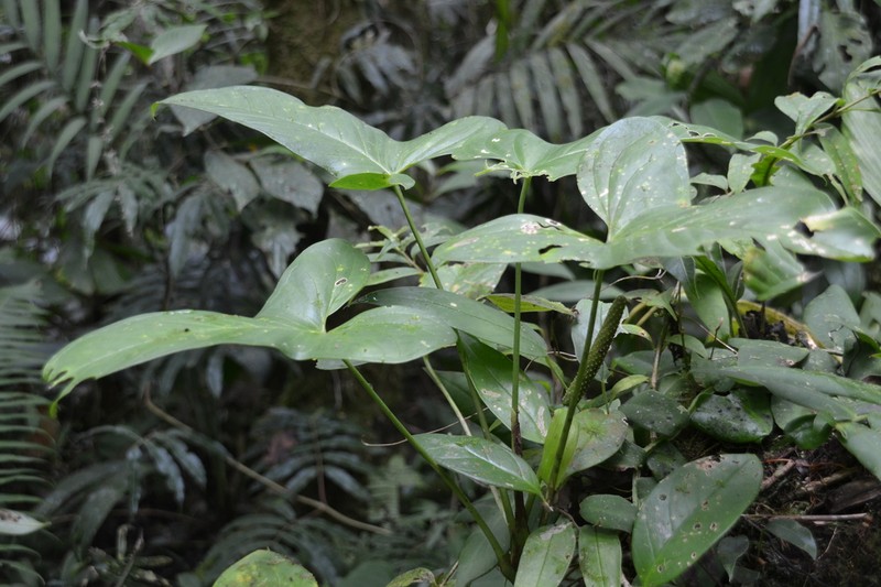 Anthurium panduriforme photo 3