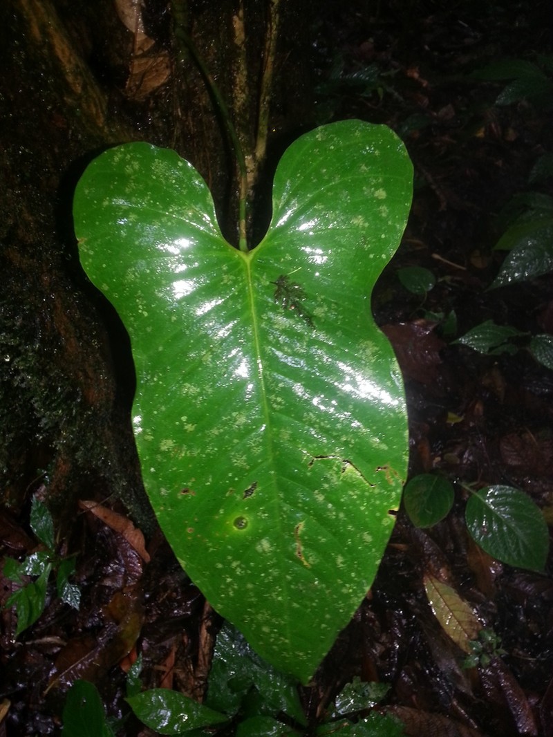 Anthurium panduriforme photo 4