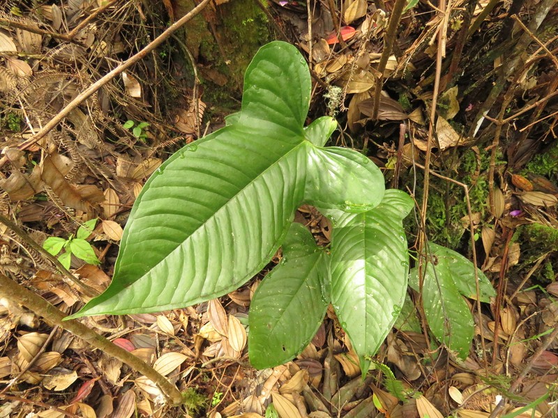 Anthurium panduriforme photo 5