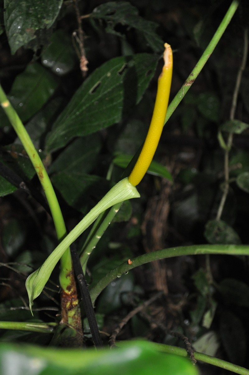 Anthurium panduriforme photo 6