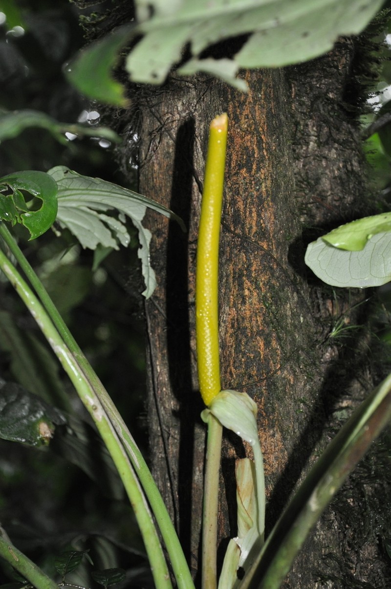 Anthurium panduriforme photo 7