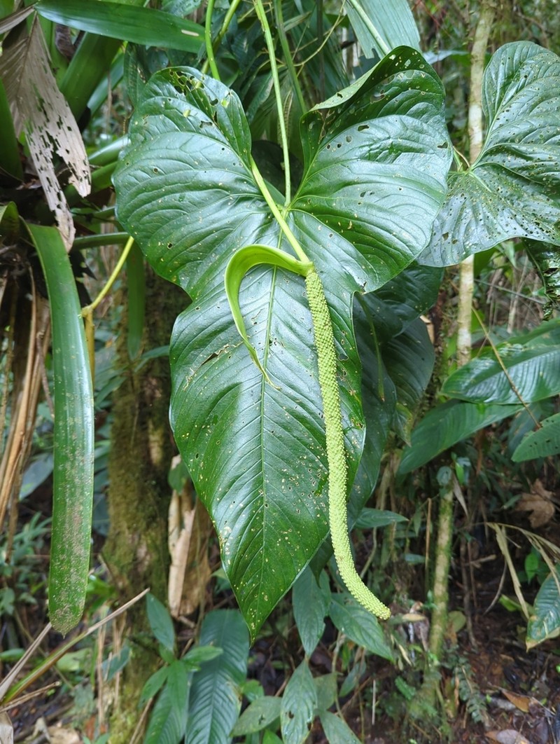Anthurium panduriforme photo 8