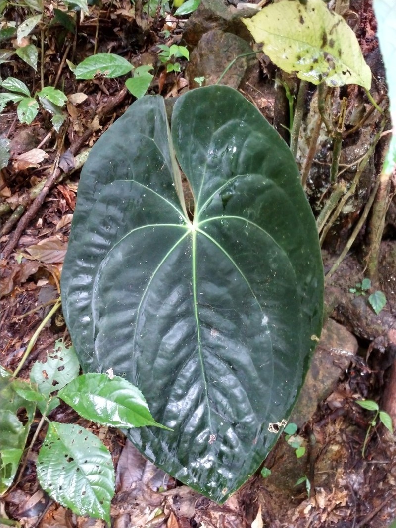 Anthurium papillilaminum photo 5