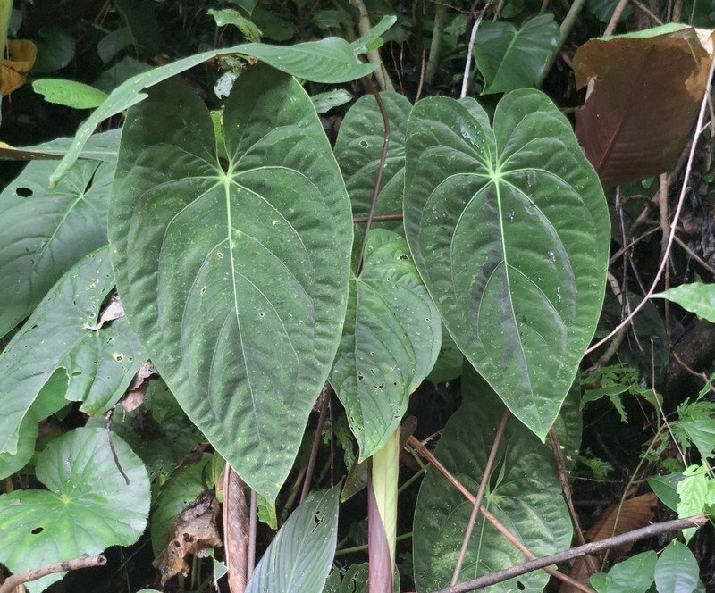 Anthurium papillilaminum photo 6