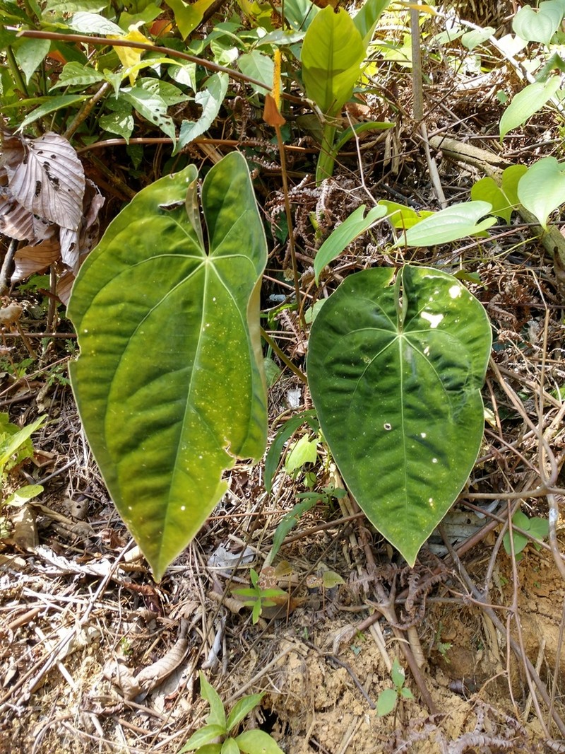 Anthurium papillilaminum photo 2